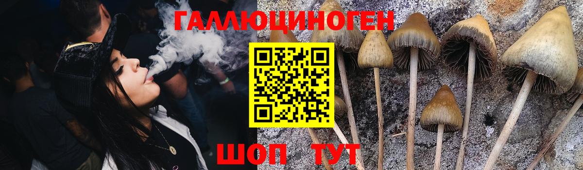 Торжок  закладка  Вход с VPN  Галлюциногенные грибы Psilocybe 